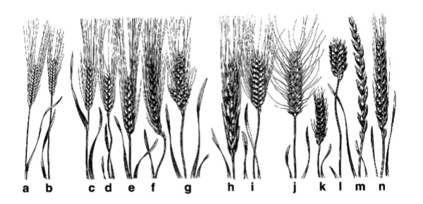genetiği oynanmamış buğday çeşitleri