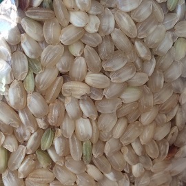 organik kabuklu pirinç